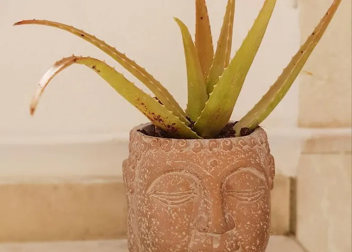 Estrelinha Da アパート *