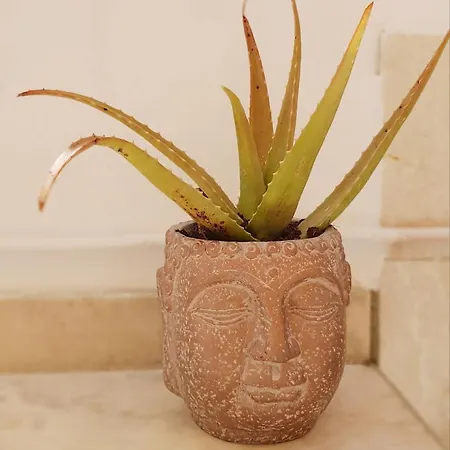 Estrelinha Da Apartment *